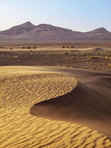 Zagora Desert at sunrise, camel train in the background, Draa-Tafilalet Region, Morocco