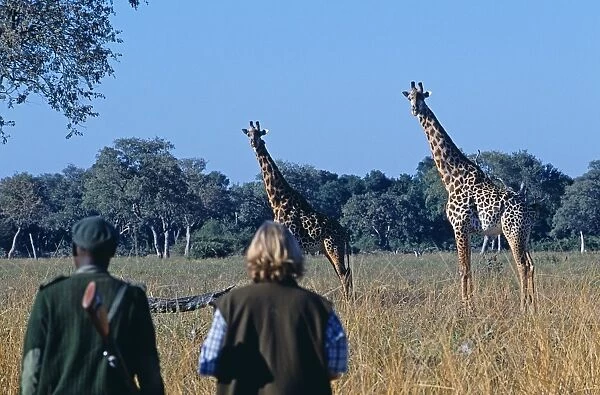 Zambia, South Luangwa National Park