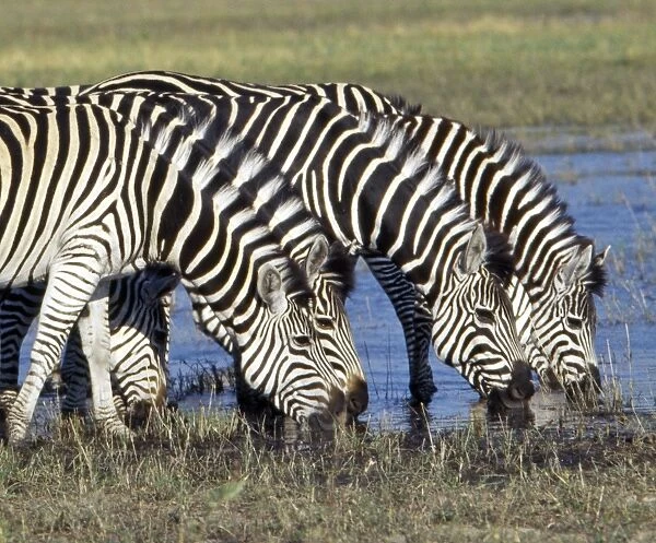 Zebra with a distinctive shadow stripe pattern
