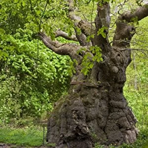 Over 1000 years old, the Big Belly Oak is the oldest tree in Savernake Forest, Marlborough