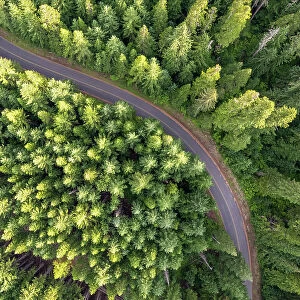 Aerial view of a curving road in the forest, Skamania County, Washington, USA