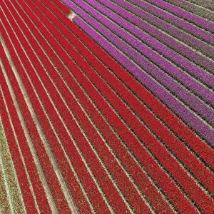 Aerial view of the tulip fields in North Holland, The Netherlands