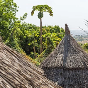 Africa, Benin, Taneka villages. The traditional hut roofs made of plants