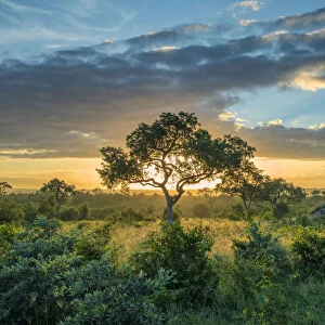 Africa, Southern Africa, African, Northeastern, Kruger National Park, sunset in the bush