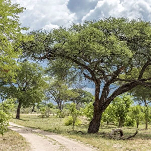 Africa, Zimbabwe, track through the bush in Hwange National Park