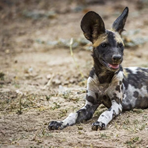 African wild dog, South Luangwa National Park, Zambia