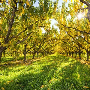 Apricot Trees in Autumn, Cromwell, New Zealand