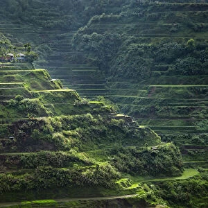 Asia, South East Asia, Philippines, Cordilleras, Banaue; UNESCO World heritage listed