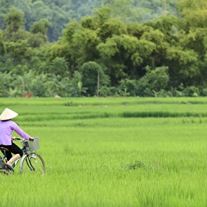 Asia, South East Asia, Vietnam, Mai Chau, cyclist in a traditional Vietnamese conical