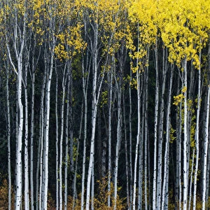 Aspens in Autumn, Wenatchee National Forest, Washington, USA