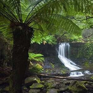 Australia, Tasmania, Mt Field National Park. Horseshoe Falls