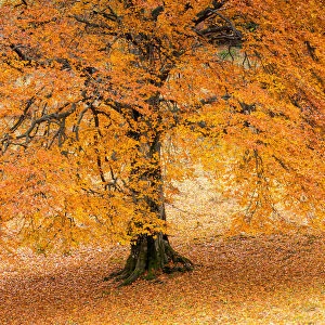 Autumn tree in Baremone, Province of Brescia, Lombardy, Italy