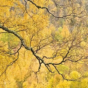 Autumn wood, Cairngorms National Park, Highlands, Scotland, UK