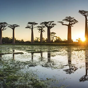 Baobab Trees at Sunset (UNESCO World Heritage site), Madagascar