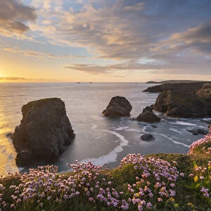 Beautiful sunset over the wildflower clifftops of North Cornwall, England