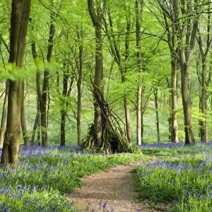 Beech woods and carpets of Bluebells, West Woods, Marlborough, Wiltshire, England