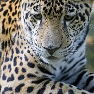 Belize, Animals / Wildlife, Jaguar