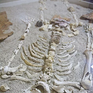 Belize, San Ignacio, Cahel Pech Ruins, Ancient Skeleton found in burial tomb