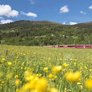 The Bernina Express transit inside the meadows of Switzerland, San Carlo