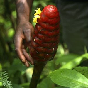 A bestaode macaco, a type of tropical flower of South American origin