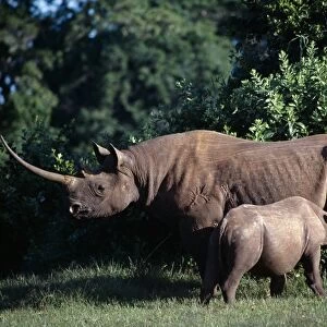 A black rhino and calf in the Salient of the Aberdare National Park