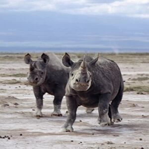 Two black rhinos on the open plains at Amboseli