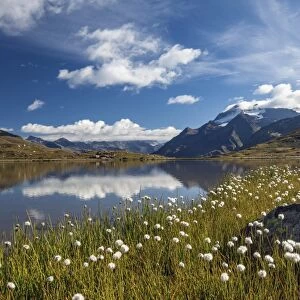 Blooming of cotton grass on the shores of Lago Bianco not far from the Gavia pass
