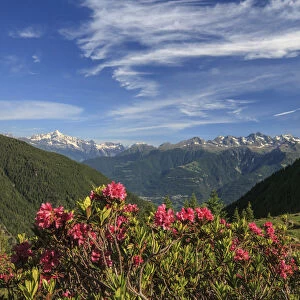 Blooming of rhododendrons surrounded by green meadows Orobie Alps Arigna Valley Sondrio