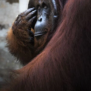 Bornean Orangutan, pongo pygmaeus, Tanjung Puting National Park, central Kalimantan