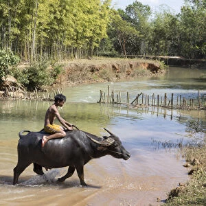 Burmese boy rides a water buffalo, Inle Lake, Shan State, Myanmar