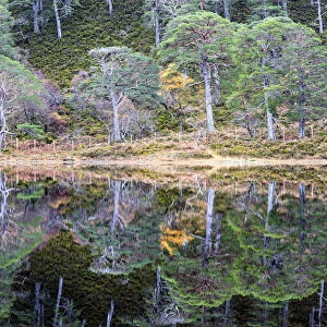 Caledonian pines reflected in Loch Clair, Wester Ross, Highlands, Scotland