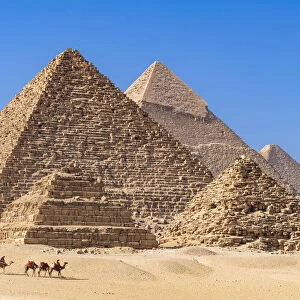 Camel train at the Pyramids of Giza, Giza, Cairo, Egypt