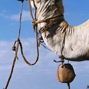A camel wearing a halter and wooden bell at a waterhole