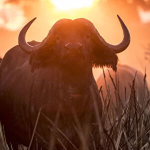 A Cape Buffalo portrait in golden light, Okavango Delta, Botswana