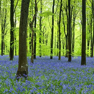 Carpet of Bluebells, West Woods, Wiltshire, England