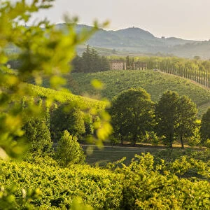 Castelvetro di Modena, panoramic view of hills and green trees at sunset