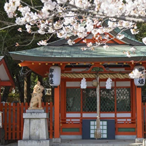 Cherry blossom at Ikuta Jinja shrine, Kobe, Kansai, Japan