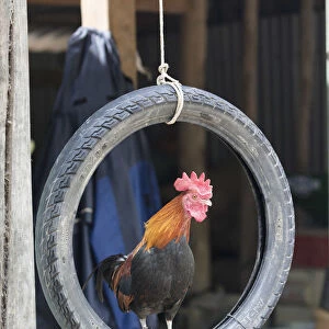 A cockerel sits in a rubber tyre, Mu Cang Chai, Yen Bai Province, Vietnam, South-East