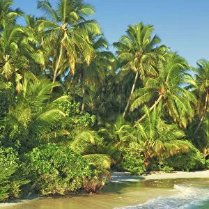 Coconutpalm shore - Maldives, Nord Nilandhe Atoll, Filitheyo