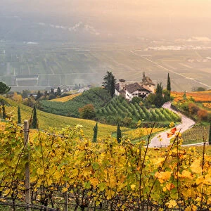 Cortaccia on the wine route Europe, Italy, Trentino Alto Adige, Souht Tyrol, Cortaccia