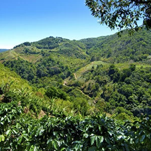 Costa Rica, San Marcos de Tarrazu, Area Known For Its High Quality Coffee