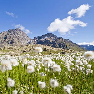 Cotton grass summer blooming in Valgrosina. Lombardy, Italy