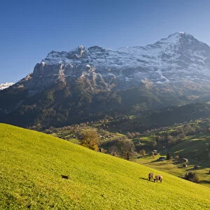 Cows Grazing in Alpine Meadow, Eiger & Grindelwald, Berner Oberland, Switzerland