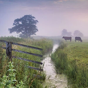 Cows Grazing on Halvergate Marsh in Mist, Norfolk, England