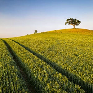 Crop field and lone hill top tree, Devon, England. Spring (May) 2020