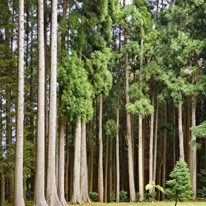 Cryptomeria japonica, Fontinhas Forest Park. Santa Maria. Azores islands, Portugal