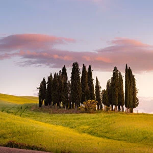 Cypresses at sunset in Orcia Valley. Siena district, Tuscany, Italy