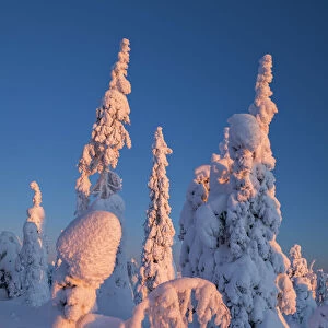 Dawn Light on Snow-covered Pine Trees, Riisitunturi National Park, Posio, Lapland