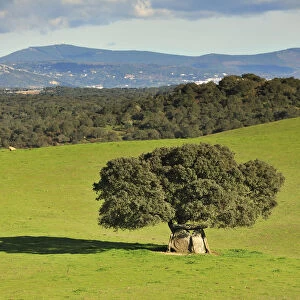 Dolmen and cork tree at Portalegre. Alentejo, Portugal