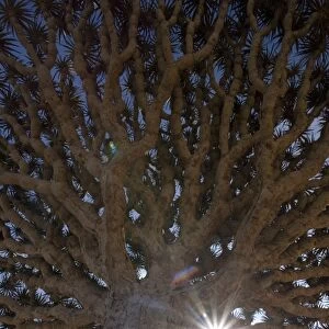 Dragonblood tree (Dracaena Cinnabari)